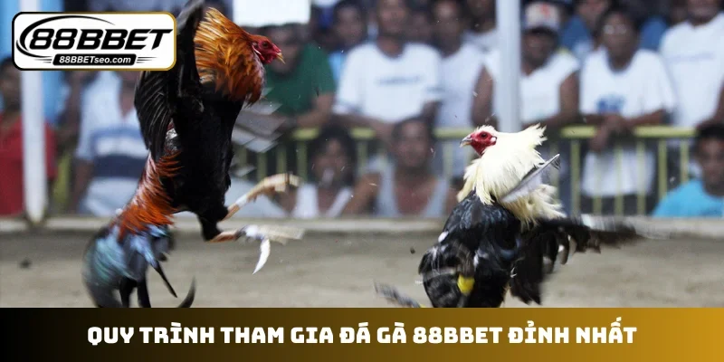 Quy trình tham gia đá gà 88BBET đỉnh nhất