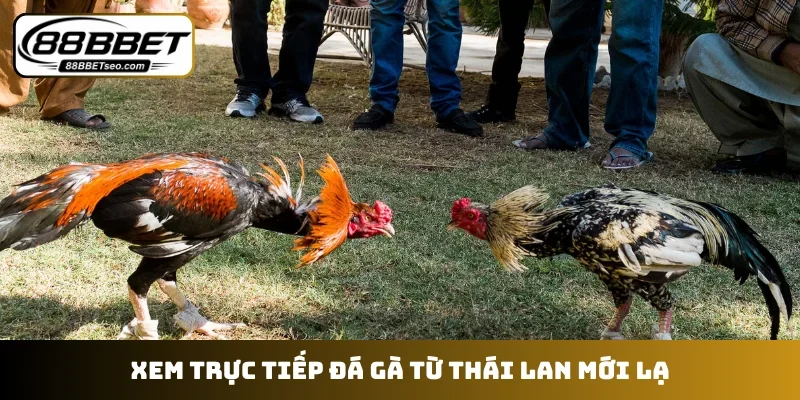 Xem trực tiếp đá gà từ Thái Lan mới lạ
